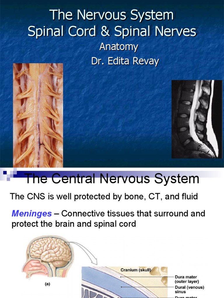 Spinal Cord Anatomy and Functions | PDF | Spinal Cord | Neuroanatomy