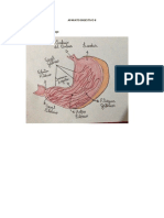 Aparato Digestivo - Histologia