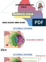Segunda Semana - Embriologia