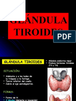 Glándula tiroides: anatomía, vasos y nervios