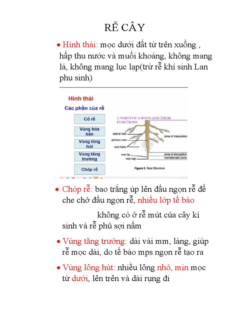 RỄ CÂY P1 | PDF