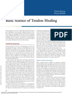Basic Tendon Healing