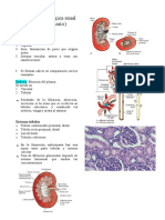 Anatomia Patologica Renal