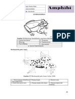 Agni Annisa Putri_004_Lembar Kerja Amphibi Lengkap