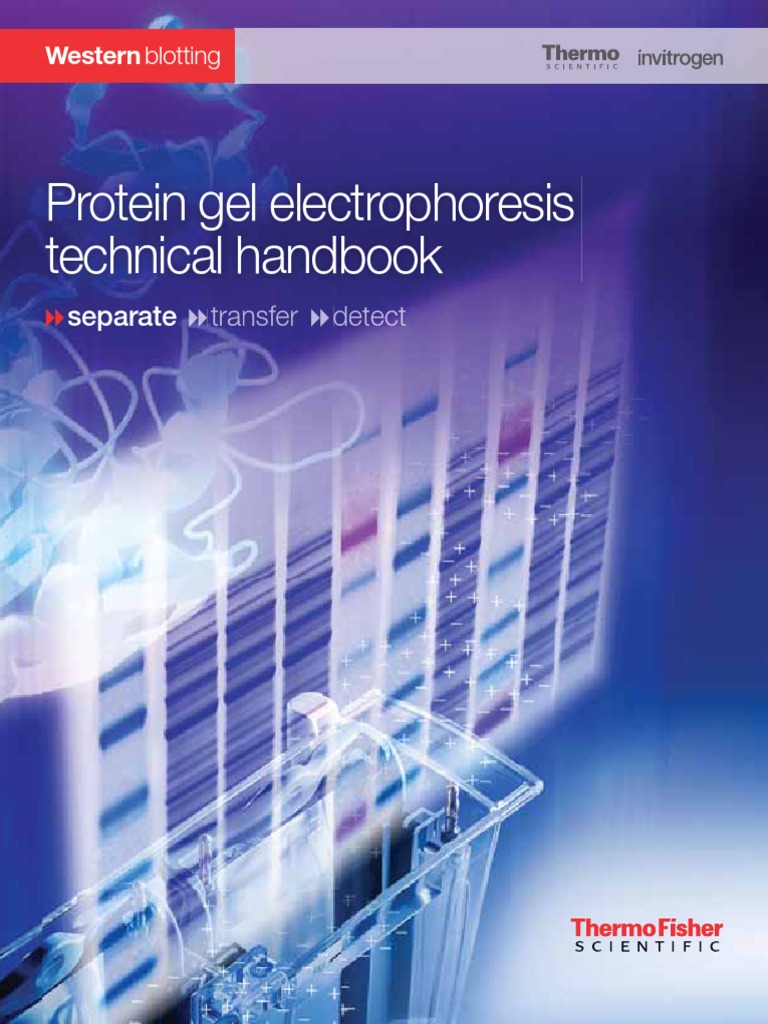 Protein Gel Electrophoresis PDF Gel Electrophoresis