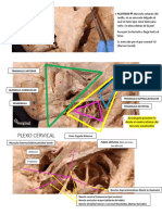 Anatomía