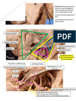 Musculo platisma y estructuras del cuello