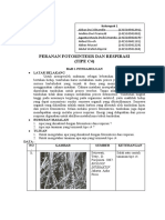 Peranan Fotosintesis Dan Respirasi