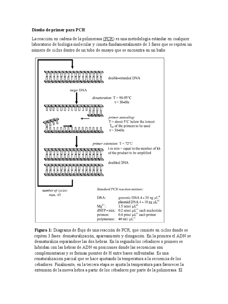 Diseño de Primer para PCR PDF Reacción en cadena de la polimerasa Primer (Biología Molecular)
