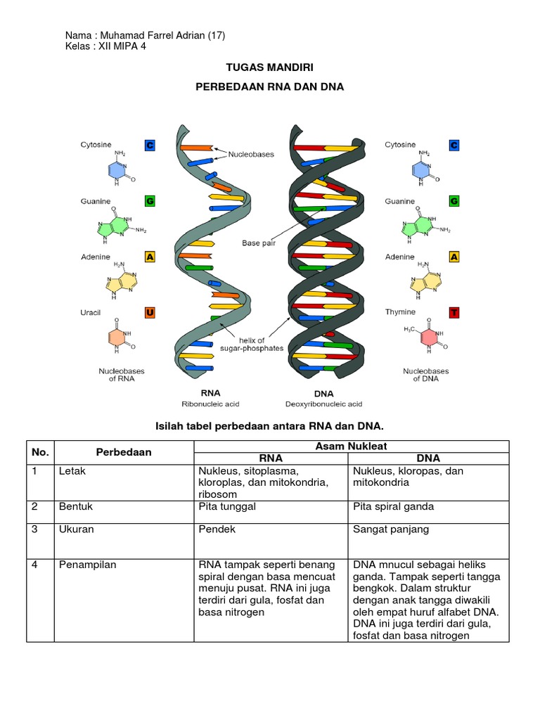 Perbedaan Dna Dan Rna Pdf