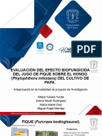 Efecto biofungicida del jugo de fique en Phytophthora infestans