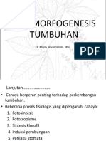 Fotomorfogenesis