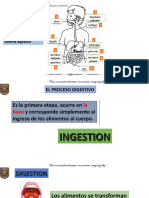 Sistema Digestivo