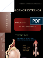 aparato reproductor-organos externos