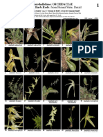 938 Brazil Anathallis From Parana State