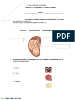Placenta - Cavidad Amniótica - Cordón Umbilical