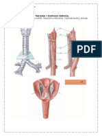 Trabajo Practico # 8 Anatomía de Tórax