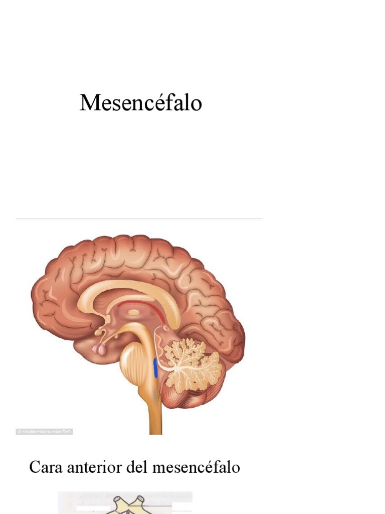 Mesencéfalo | PDF