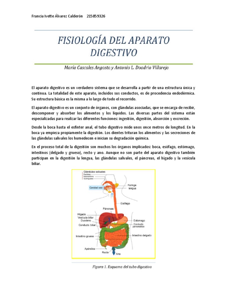Digestion Pdf Digestión Sistema Digestivo Humano