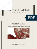 Arteria Facial