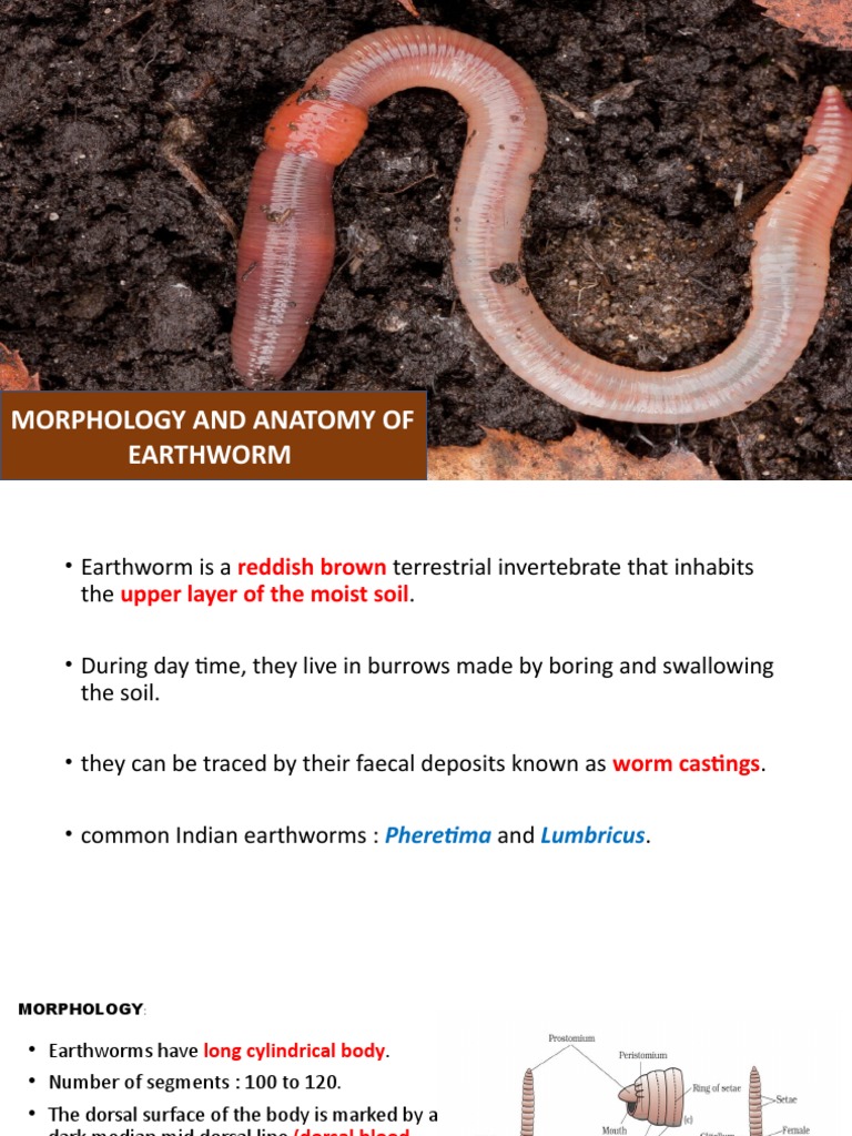 Morphology and Anatomy of Earthworm, PDF, Zoology