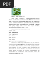 Download Seledri by Elfira Febriani SN53970846 doc pdf