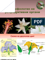 09 Цвят, съцветие и плод