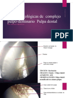 Placas histológicas de complejo pulpo-dentinario pulpa dental-convertido