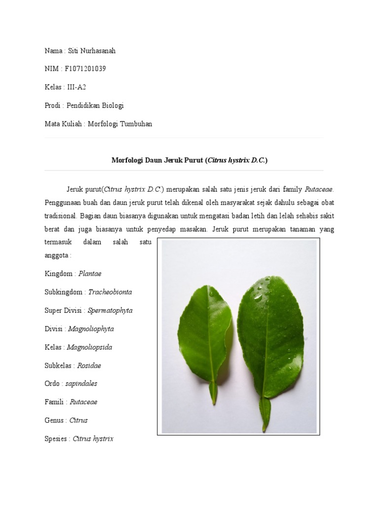 Morfologi Daun Jeruk Purut | PDF