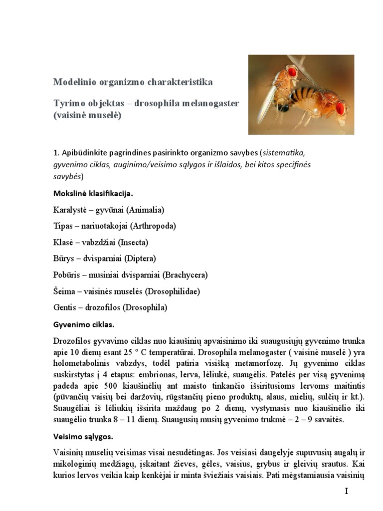 Drosophila Melanogaster | PDF