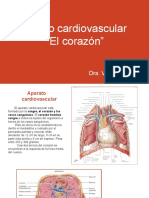 Sistema Cardiovascular "El Corazón"