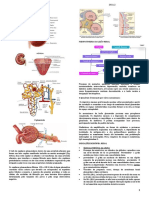 Glomerulopatias