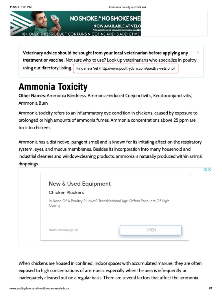 Will Ammonia Kill My Dog Understanding The Risks - ff5lj7s