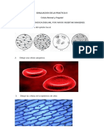 Evaluación de La Práctica Ii