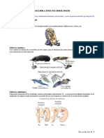 Objetivo 8 Resumen Ilustrado (Especies)