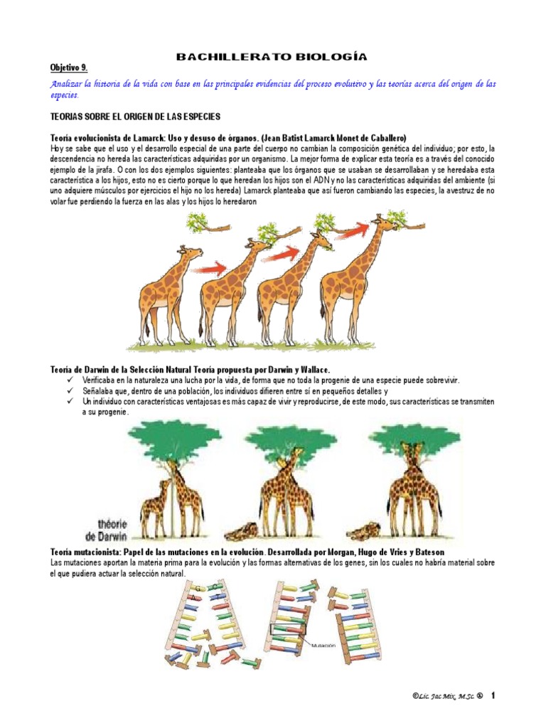 Objetivo 9 Resumen Ilustrado (Teorias de Las Especie) | PDF | Evolución |  Seleccion natural