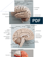 Neuroanatomia 2o semestre