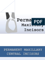 Permanent Maxillary Incisors