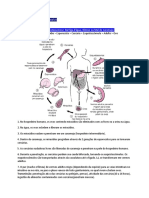 Praticas Helminto