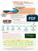 Infografia Apoptosis y Necrosis