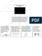 Partes de Las Plantas y Sus Funciones