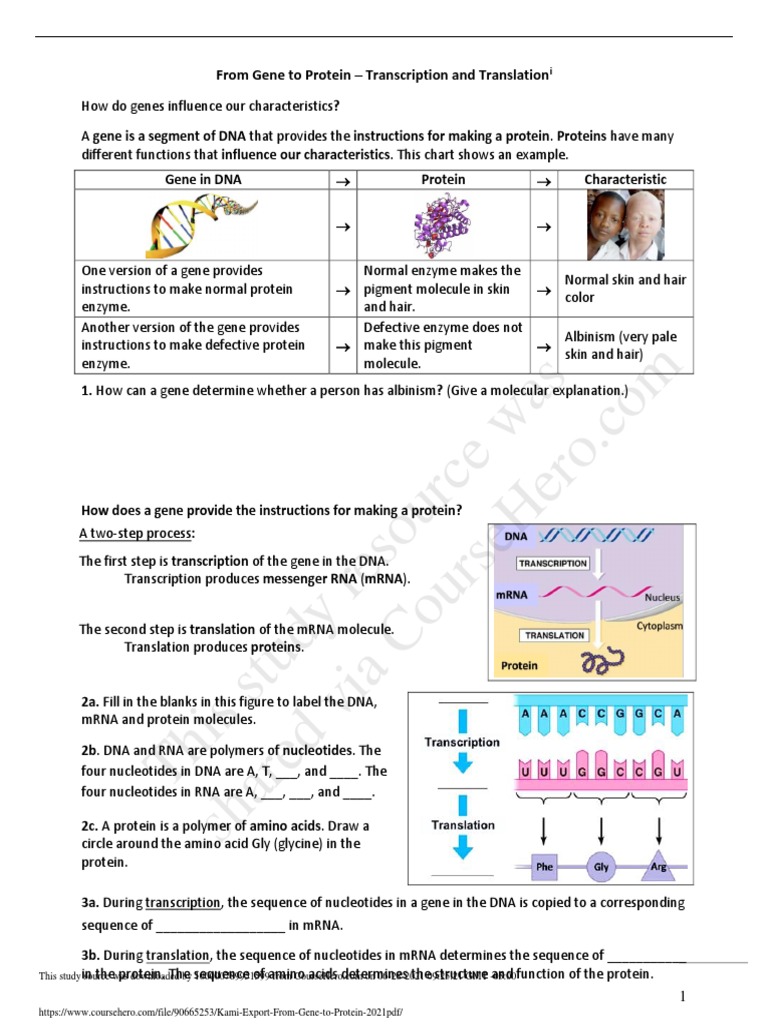 Kami Export From Gene To Protein 2021 PDF | PDF | Dna | Translation ...