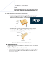 Sinartrosis Dan Amfiartrosis