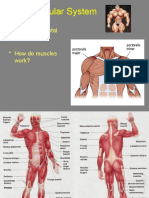 Musculoskeletal Anatomy and Physiology 2