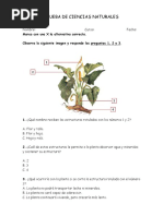 Prueba Tercero Basico Las Plantas
