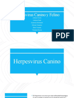 Herpesvirus Canino y Felino.