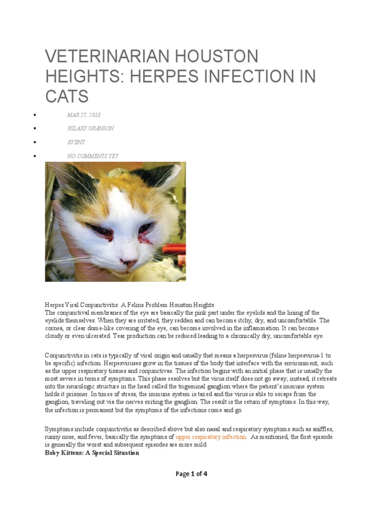 Veterinarian Houston Heights PDF Infection Herpes Simplex