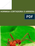 Hormiga Arriera o Cortadora y su manejo.