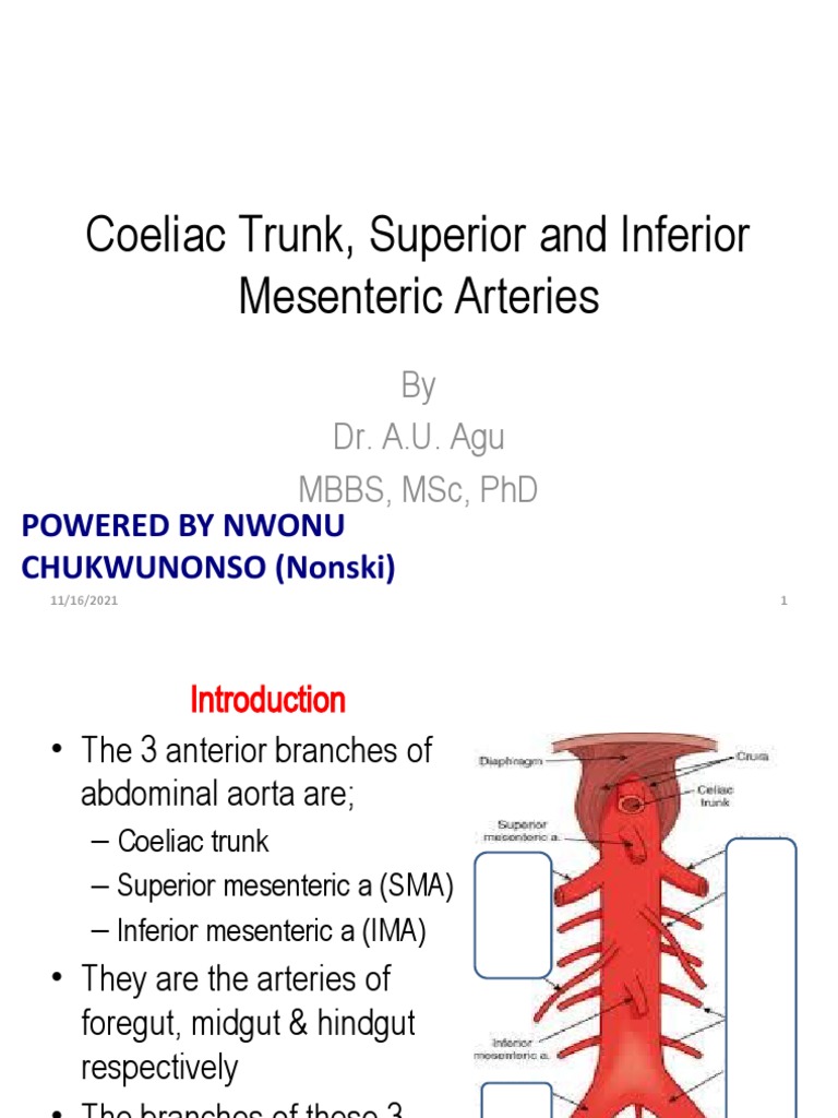 Coeliac Trunk and Mesenteric Arteries | PDF | Stomach | Pancreas, image size:768x1024