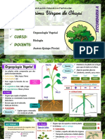 OrganologíaVegetal I Sem28 (Seca)